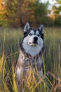 husky husky dog Ã¢â¬â¹Ã¢â¬â¹shot in natural conditions in sunlight